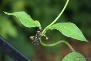 Photo of Black Swallowwort