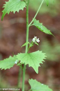 Garlic Mustard flower