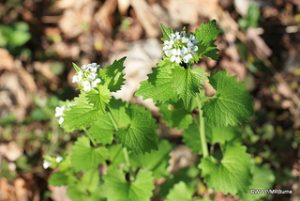 Photo of Garlic Mustard