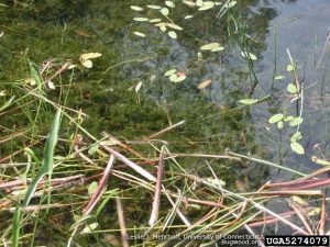 Hydrilla in water