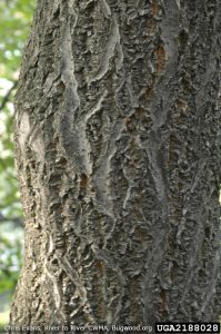 Bark of Amur Cork Tree