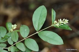 Bush Honeysuckle