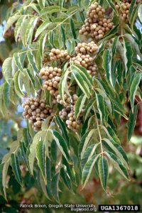 Amur Cork Tree