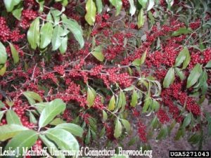 Autumn Olive with berries