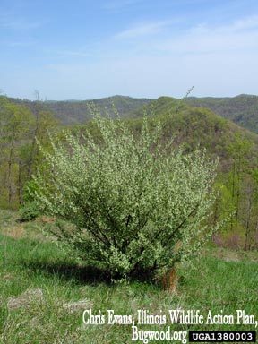 Autumn Olive shrub