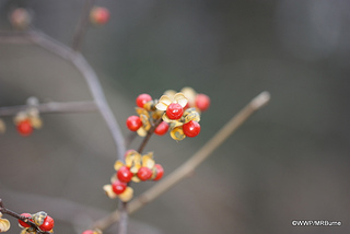 Bittersweet berries