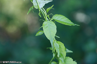 Oriental Bittersweet Cisma