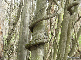 Bittersweet vine wrapped around tree