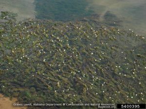 Brazilian Waterweed