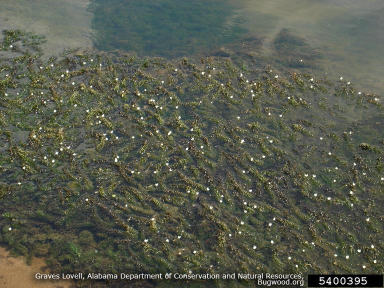 Brazilian Waterweed &ndash; CISMA