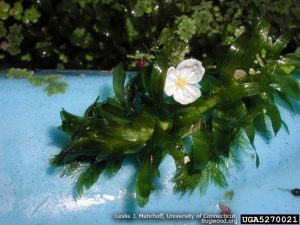 Brazilian Water Weed Flower