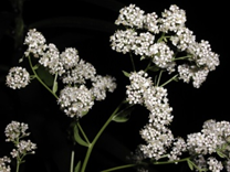 Broad-leaved Pepperweed