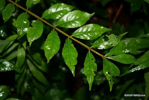 Burning bush