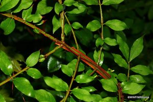 Burning bush