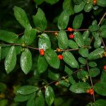 Bush Honeysuckle