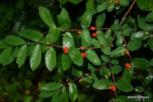 Bush Honeysuckle