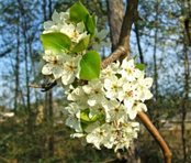 Callery Pear