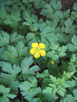 Creeping Buttercup