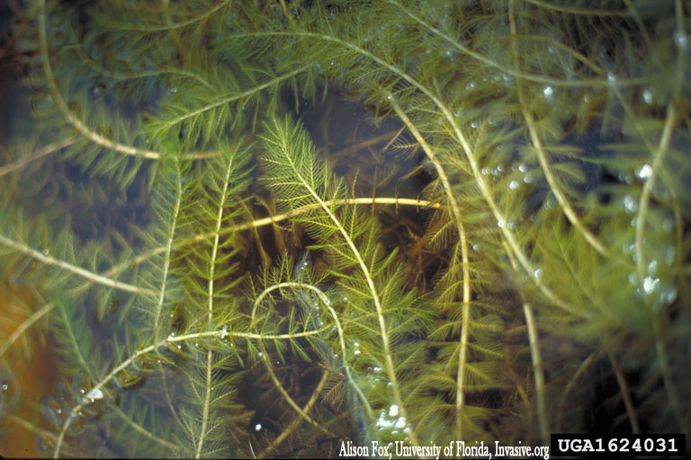 Eurasian Watermilfoil