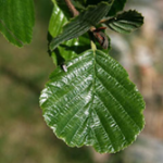 European Alder Leaf