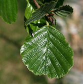 European Alder Leaf