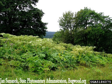 Giant Hogweed