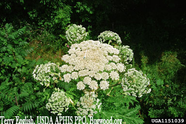 Giant Hogweed