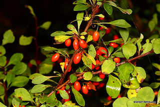 Barberry berries