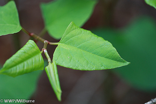 Japanese Knotweed leaves