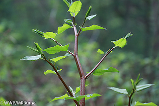 Japanese Knotweed