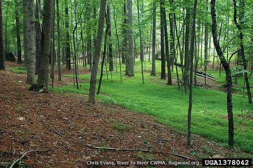 Japanese Stiltgrass in the forest