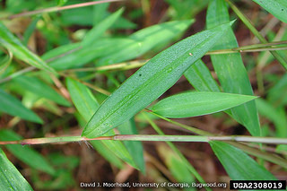 Japanese Stiltgrass