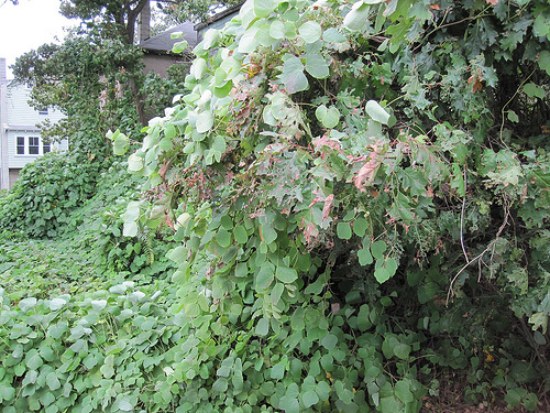 Kudzu