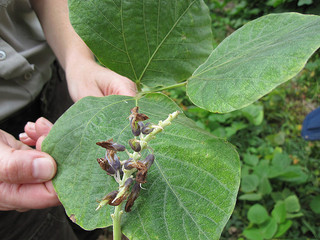 kudzu leaves