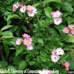 Multiflora Rose Blossoms