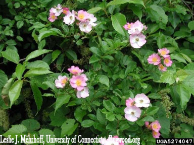 Multiflora Rose Blossoms