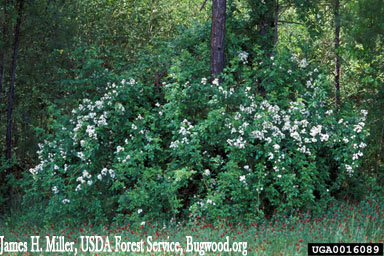 Multiflora Rose