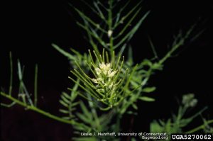 Narrow-leaf Bittercress seeding