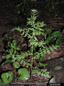 Narrow-leaf Bittercress