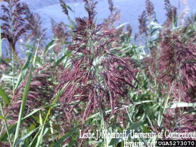 Phragmites