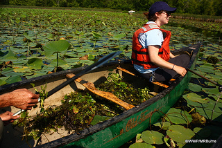 Pulling water chestnut