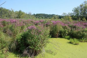 Purple Loosestrife