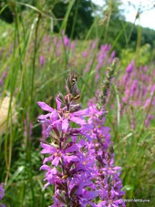 Purple Loosestrife Flowers