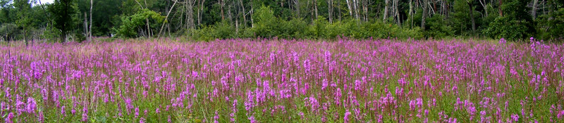 Purple Loosestrife