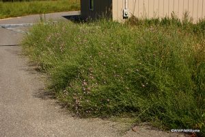 Spotted Knapweed