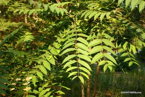 Tree-of-heaven