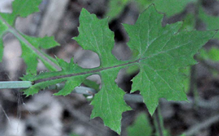 Wall Lettuce Closeup