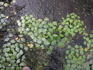 Water Chestnut