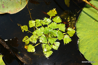 water chestnut plant