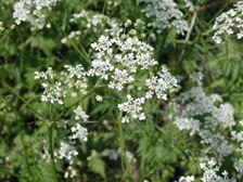 Wild Chervil